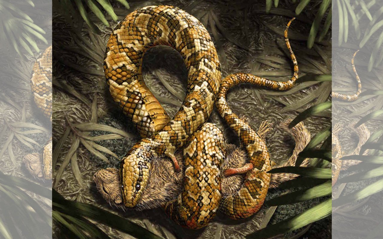 7-Serpiente-web