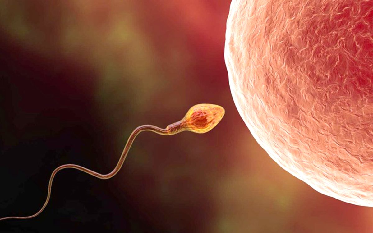 ¡NOS HAN ENGAÑADO! El espermatozoide más rápido no es el que fecunda al óvulo WEB