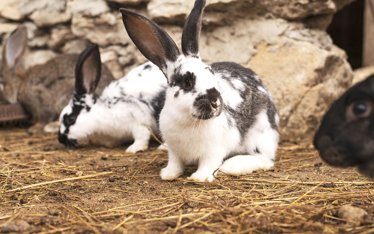 La estabilidad del conejo (Freepik) WEB